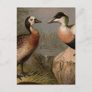 Colourful vintage painting of ducks postcard