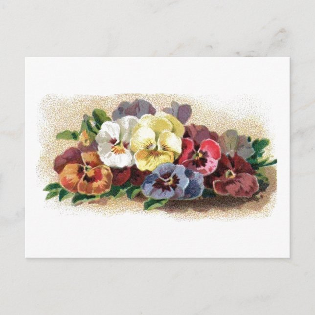 Colourful Vintage Pansies Floral Postcard (Front)