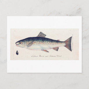 Colourful vintage salmon illustration card