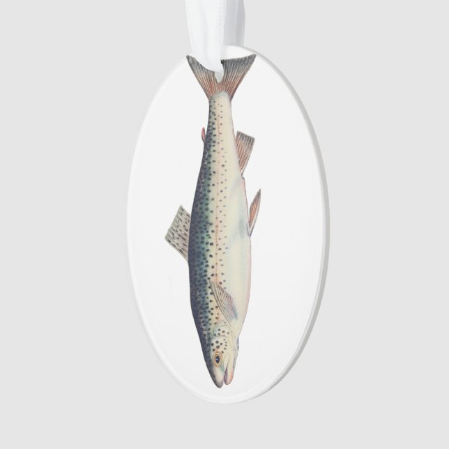 Colourful vintage salmon illustration ornament (Front)
