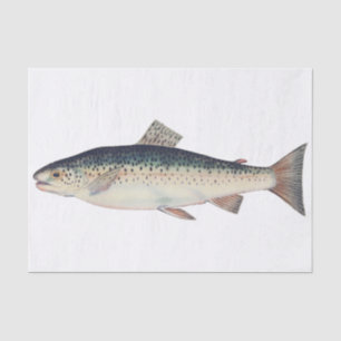 Colourful vintage salmon illustration tissue paper