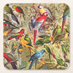 Colourful Vintage Tropical Birds Parrots Square Paper Coaster