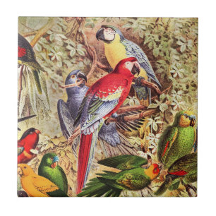 Colourful Vintage Tropical Birds Parrots Tile
