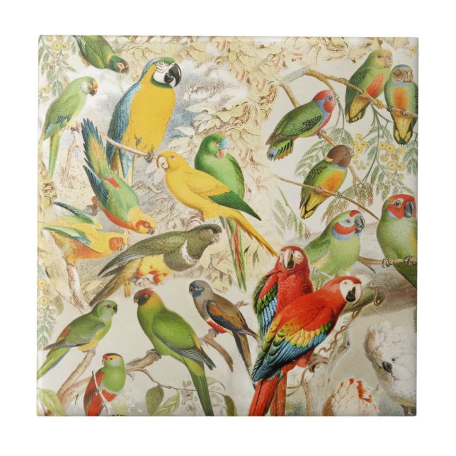 Colourful Vintage Tropical Birds Parrots Tile (Front)