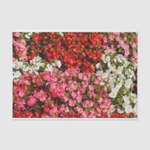 Colourful Wax Begonias Tissue Paper