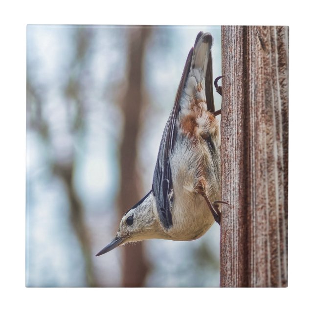 Colourful White-breasted Nuthatch Tile (Front)