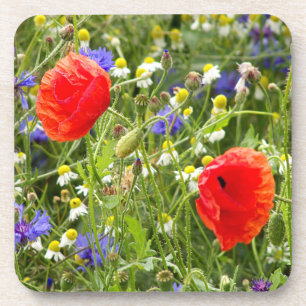 colourful, white, red, poppy, meadow, nature,  coaster