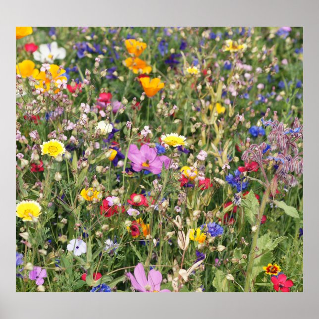 Colourful wildflower meadow, vibrant pattern. poster (Front)