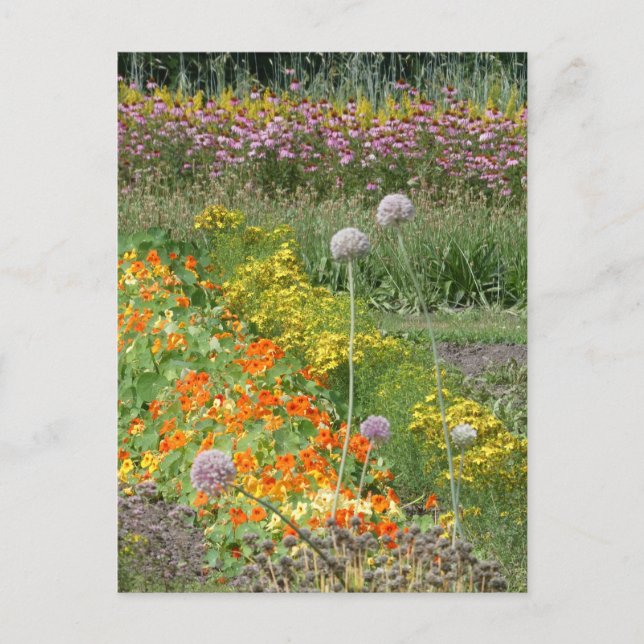 Colourful Wildflowers Field DIY Postcard (Front)