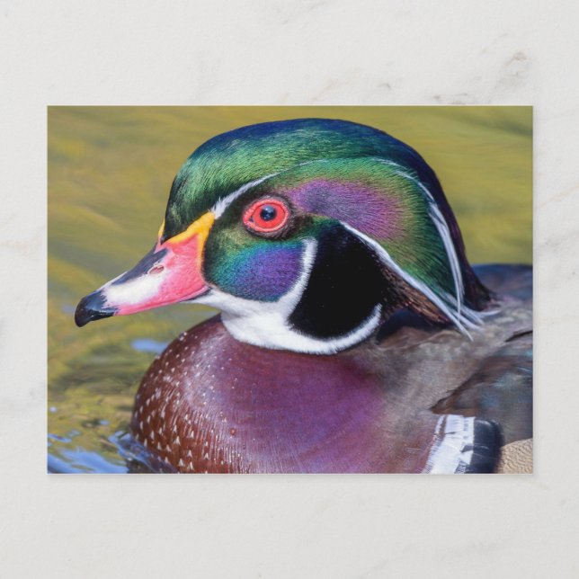 Colourful Wood Duck Close Up Postcard (Front)