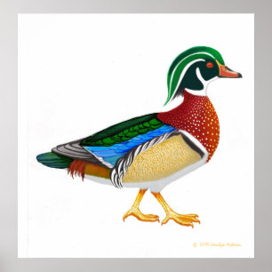 Colourful Wood Duck Drake Print