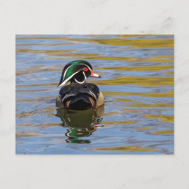 Colourful Wood Duck Postcard (Front)