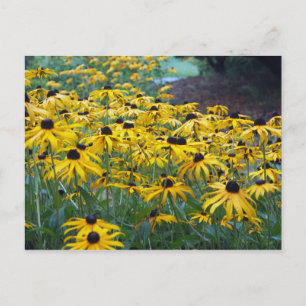 Colourful Yellow Black Eyed Susan Floral Photo Postcard