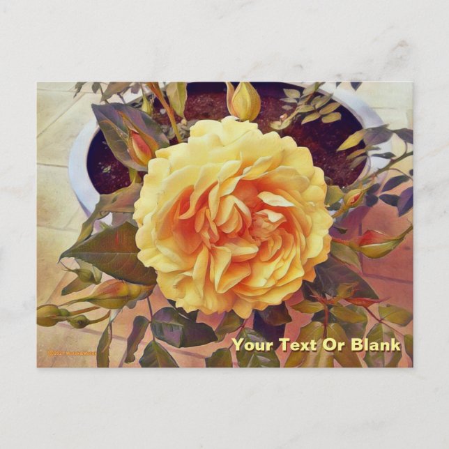 Colourful Yellow Rose Postcard (Front)