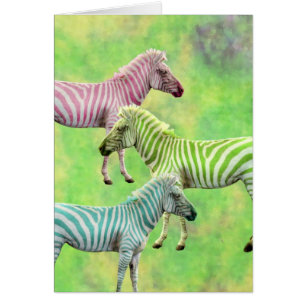 Colourful Zebras
