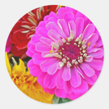 Colourful zinnia flower