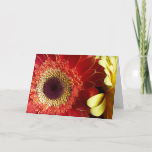 Colours of Gerberas Card