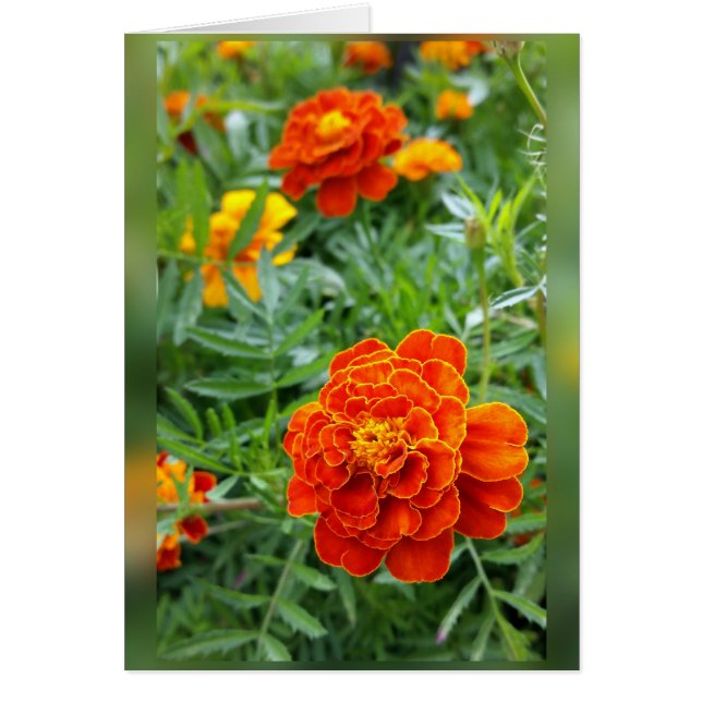 colours of marigolds (Front)