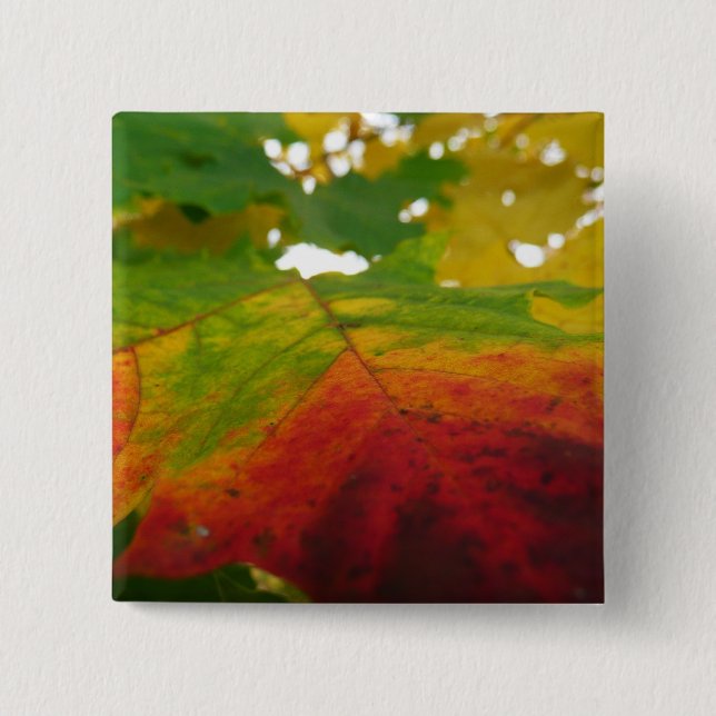 Colours of the Maple Leaf Autumn Nature Photograph 2 Inch Square Button (Front)