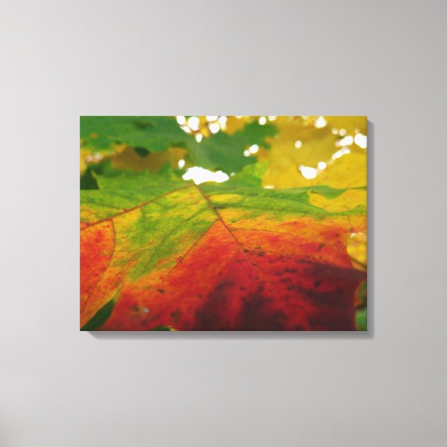 Colours of the Maple Leaf Autumn Nature Photograph Canvas Print (Front)