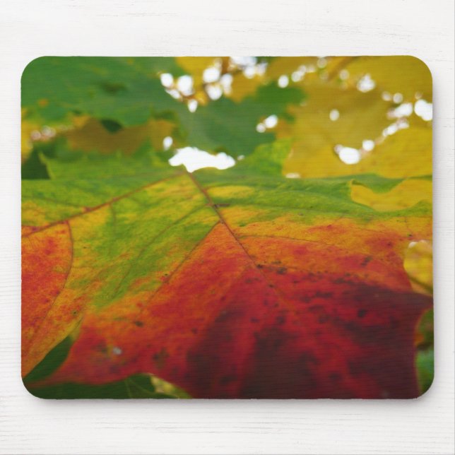 Colours of the Maple Leaf Autumn Nature Photograph Mouse Pad (Front)