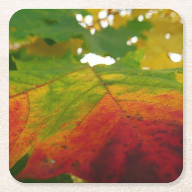 Colours of the Maple Leaf Autumn Nature Photograph Square Paper Coaster (Front)