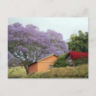 Colours of Up Country Maui Postcard