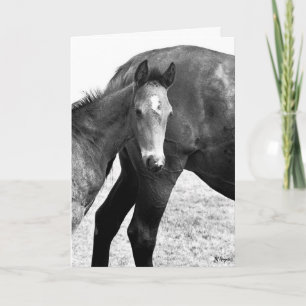 Colt Happy Birthday Card