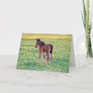 Colt in Dandelion Field Card