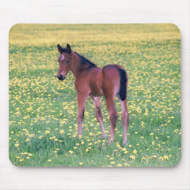 Colt in Dandelion Field Mouse Pad (Front)
