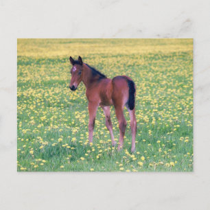 Colt in Dandelion Field Postcard