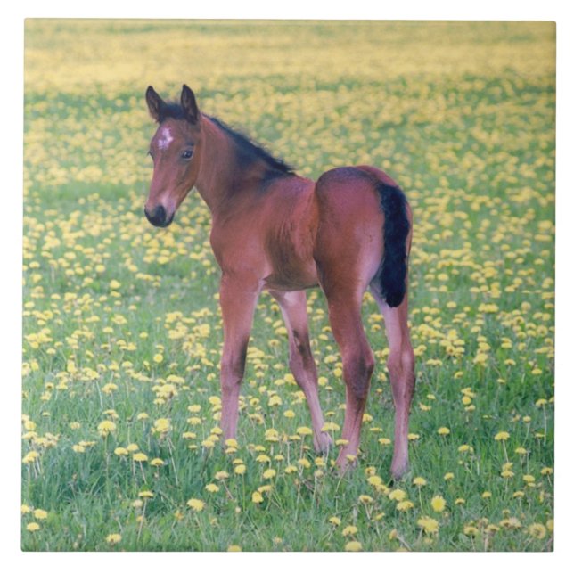 Colt in Dandelion Field Tile (Front)