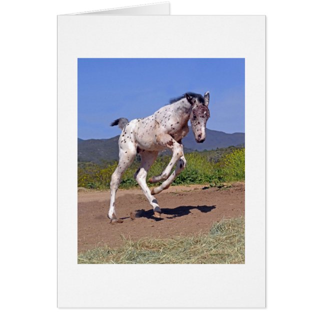 Colt Knabstrupper (Devant)