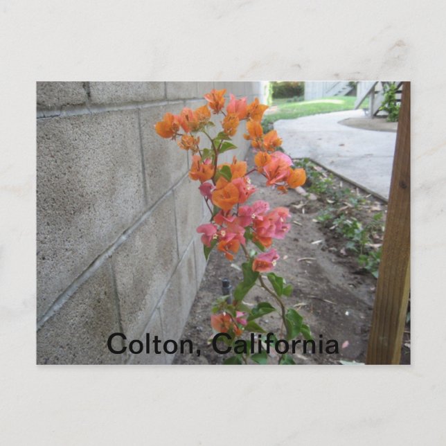 COLTON, C.A., CARTE POSTALE (Devant)