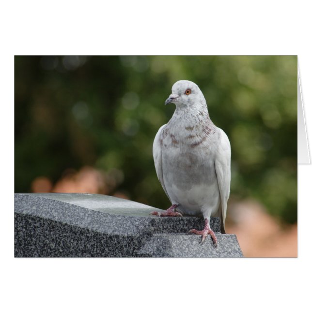 Columba livia domestica (Front Horizontal)