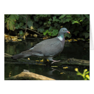 Columba palumbus