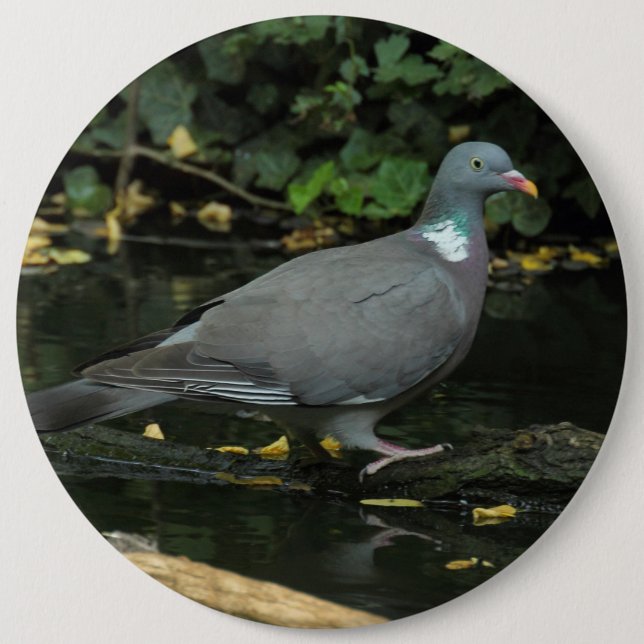 Columba palumbus 6 inch round button (Front)