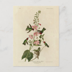 Columbian (Anna's) Humming Bird - Audubon's Birds Postcard