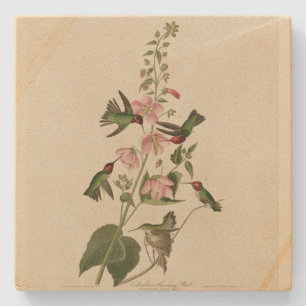 Columbian (Anna's) Humming Bird - Audubon's Birds Stone Coaster