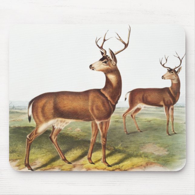Columbian Black-tailed Deer (Cervus Richardsonii) Mouse Pad (Front)
