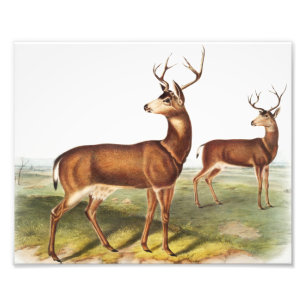 Columbian Black-tailed Deer (Cervus Richardsonii) Photo Print