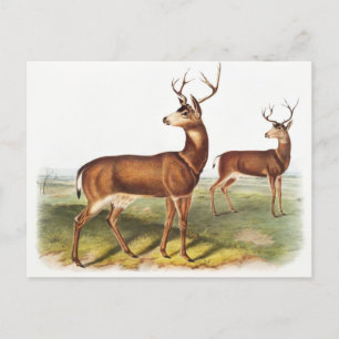 Columbian Black-tailed Deer (Cervus Richardsonii) Postcard