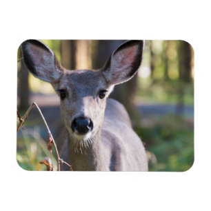 Columbian Black-tailed Doe Washington State Magnet