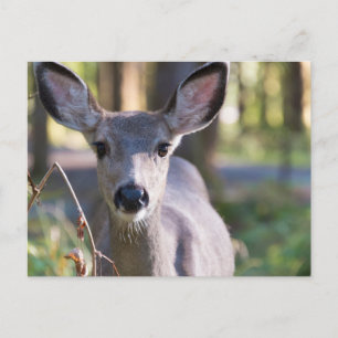 Columbian Black-tailed Doe   Washington State Postcard