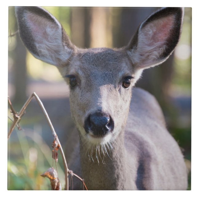 Columbian Black-tailed Doe | Washington State Tile (Front)
