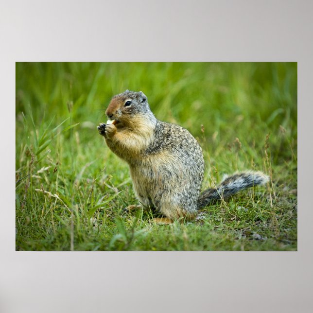 Columbian Ground Squirrel Poster (Front)