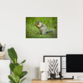 Columbian Ground Squirrel Poster (Home Office)