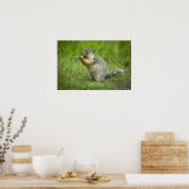 Columbian Ground Squirrel Poster (Kitchen)