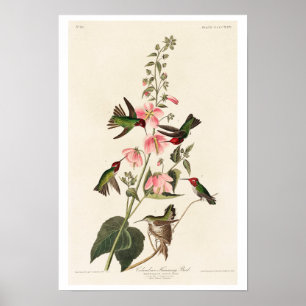 Columbian Humming Bird par Audubon Poster