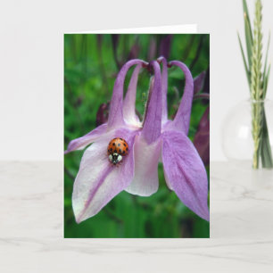 Columbine 2 Card
